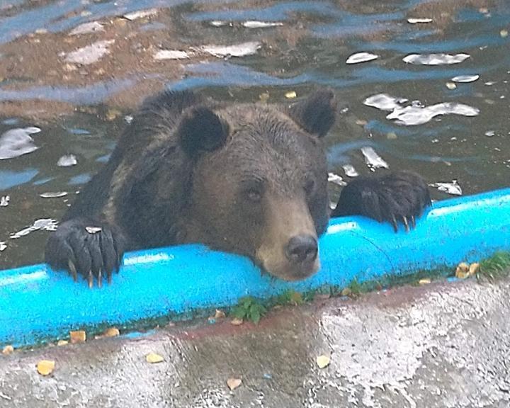 Wild- Und Freizeitpark